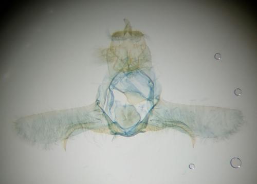 Eana incanana